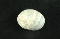 藏品(種子蜑螺)的圖片